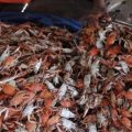 Dampak Virus Corona 1.115 Orang Meninggal, Pengusaha Kecil di China Cemas