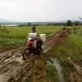 Covid-19 Tak Halangi Petani Indramayu Panen Raya Padi dan Jagung