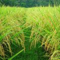 Panen Raya Padi di Jambi Menjadi Lumbung Produksi Nasional