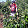 Petani Kopi Resah, Eksportir Asing Lakukan Sertifikasi Produk