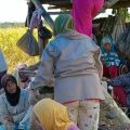 Wabah Corona, Tak Menyurutkan Semangat Petani Panen Padi di Jambi