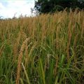 Tidak Hanya Sumatera, Petani di Jawa Juga Siap Panen Raya