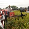 Di Tengah Pandemi Covid 19, Jagung dan Padi di Tuban Siap Panen