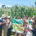 Corona Tak Ganjal Petani di Bima Panen Raya Padi dan Jagung