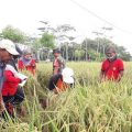 Petani di Bali Tetap Semangat Memanen Padi di Tengah Pandemi Covid-19