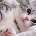 Bersifat Manja dan Unik, Kucing Jadi Pereda Stress yang Ampuh