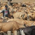 1.387 Ekor Sapi Siap Potong Pastikan Persediaan Pangan  Aman