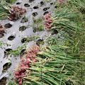 Kementan Jamin Stok Bawang Merah Aman Hadapi Ramadhan dan Idul Fitri