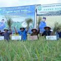 Di Masa Covid-19, Kabupaten Siak Panen Raya Perdana Padi Gogo Seluas 12 Hektar