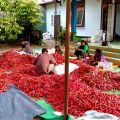 Sektor Hortikultura, Sayur dan Buah Hasil Petani Kaki Gunung Rinjani Diincar Dunia