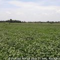Kabupaten Kendal Pertahankan Produksi Kedelai di Tengah Wabah Covid 19