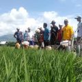 Tapanuli Tengah Mampu Kendalikan Kepinding Tanah Jaga Produksi Padi