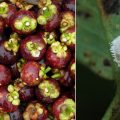 Kementan Rilis Pestisida Ramah Lingkungan untuk  Pengendalian Semut Pada Buah Manggis
