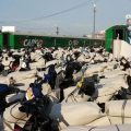 Program Angkutan Sepeda Motor Gratis KAI Dibatalkan