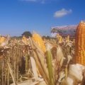 Dewan Jagung Nasional Sesalkan Pernyataan Mendag Lutfi