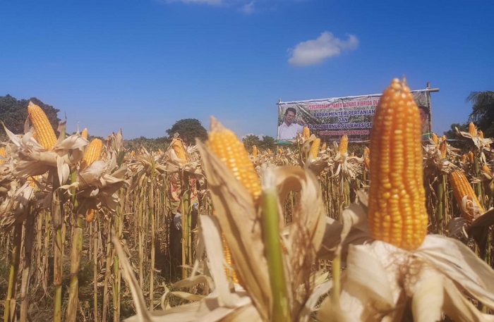Panen Jagung