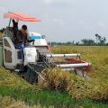 Di Tengah Covid-19, Panen Raya  di Kebumen Hasilkan 10,35 TON/HA
