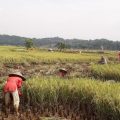 Sukabumi Panen Raya Padi dan Jagung, Produksi Beras Surplus 124.077 Ton.