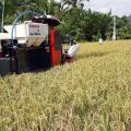 Pendemi Covid, Panen Raya di Bojonegoro Sumbang Produksi Padi 416.812 Ton Gabah Kering Giling