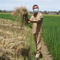 Ikut Panen Padi, Walkot Pariaman Tegaskan Stok Beras Aman Hadapi Corona dan Ramadhan