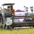 Jajal Langsung Combine Harvester, Mentan Gelar Panen Raya di Kabupaten Pandeglang