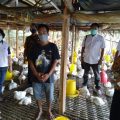 Implemantasi Kerjasama Penyerapan Ayam Ras Milik Peternak Mandiri Mulai Berjalan
