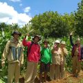 Kelompok Tani Krinjo Makmur Rembang Sukses Panen Benih Jagung Hibrida