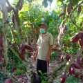 Kolaborasi Teh dan Kakao, Kementan Terus Pacu Komoditas Perkebunan Berdaya Saing