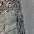 Bikin Heboh, Ribuan Cacing Bermunculan Keluar Dari Tanah di Solo Membuat Warga Merinding