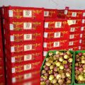 Petani Manggis Bernapas Lebih Lega, Ekspor Manggis Kini Laris Manis di Tengah Pandemi Covid-19