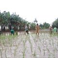 DPKP Kaltara Dorong Percepatan Panen Tanam Padi dan Jagung