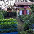 Family Darling, Yuk, Coba Pangan Lokal Hasil Pekarangan untuk Lebaran