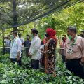 Serahkan 100 Ribu Bibit Pala, Mentan SYL: Kita Kuasai Pasar Dunia