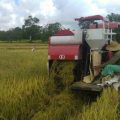 Popmasepi : Produksi Pertanian Indonesia Semakin Baik, Jadi Tidak Perlu Impor