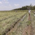 Produksi Bawang Merah Nasional Aman, Harga di Tingkat Petani Membaik