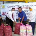 5 Ton Bawang Merah Bima Masuk Kaltara