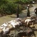 Perbaiki Tanggul Bersama, Pekalongan Optimis Kejar Tanam Padi