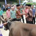Stok Hewan Qurban Diyakini Aman