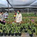 Tingkatkan Budidaya Anggrek, Mentan Dorong Perusahaan Eka Karya Flora Buka Akses Pasar Secara Luas