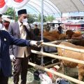 Mentan Dorong Sulsel Jadi Lokomotif Ternak Sapi Kerbau Nasional