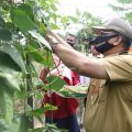 Kagum dengan Potensi Perkebunan Lada di Mangkupadi