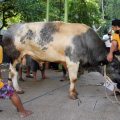 Masjid Kementan Laksanakan Penyembelihan Hewan Qurban