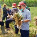 Menarik! Meski Musim Kemarau, Produksi Sayuran di Majalengka Tetap Melimpah