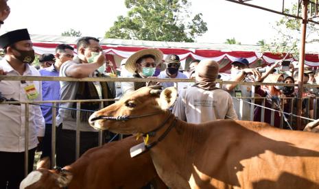 panen pedet hasil inseminasi buatan
