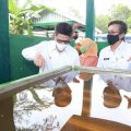 Gubernur Minta Petani Kayu Putih Disejahterakan