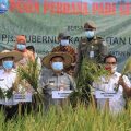 Pjs Gubernur Serahkan Bantuan saat Panen Padi Perdana di Nunukan