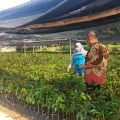 Wow….Durian Kromo Banyumas akan Tumbuh Besar di Kalimantan Tengah