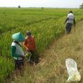 Amankan Produksi Pangan, Kementan Masifkan Penggunaan Agens Pengendali Hayati