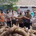 Kolaborasi dan Kemitraan, Kunci Pengembangan Agribisnis Talas Beneng