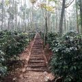 Komitmen Tingkatkan Produksi Kopi, Kementan Terus Kembangkan Inovasi